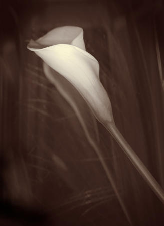 Calla Lilly