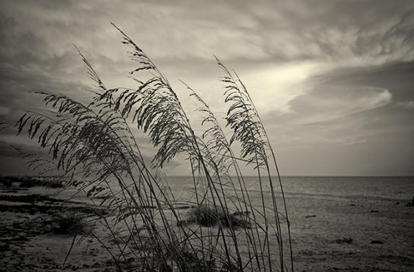 Tall Grass, Nakomis Beach