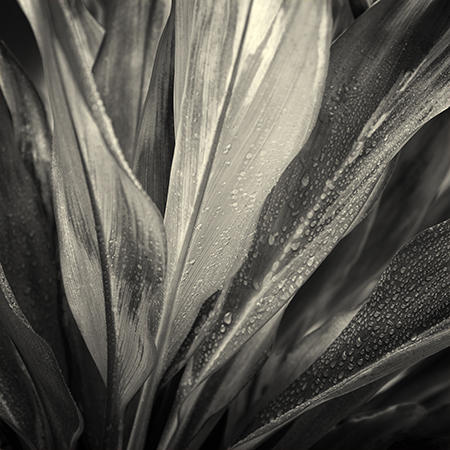 Botanical Study #20
Black & White