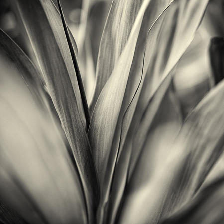 Botanical Study #19
Black & White