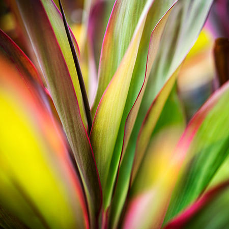 Botanical Study #19