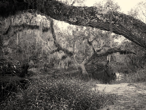 Fallen Tree, Myakka River State Park