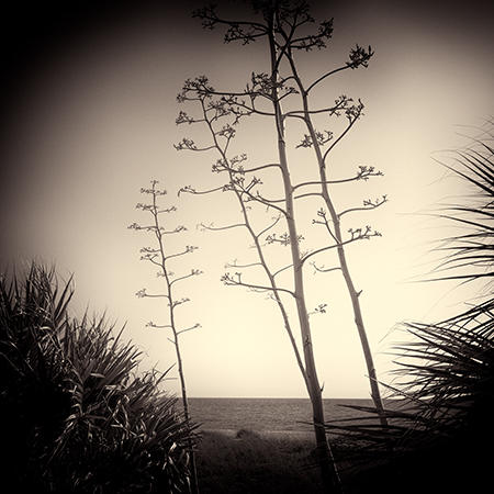 Nokomis Trees in Camera Obscura