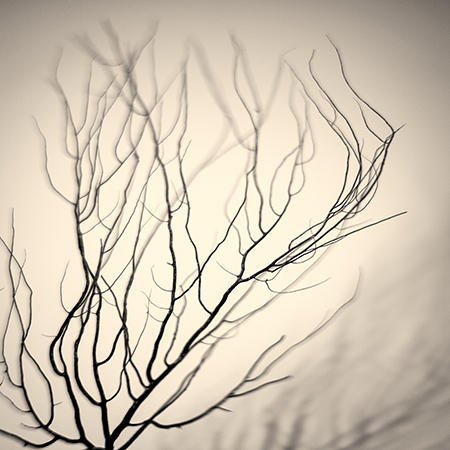 Beach Debris, Reef Skeleton