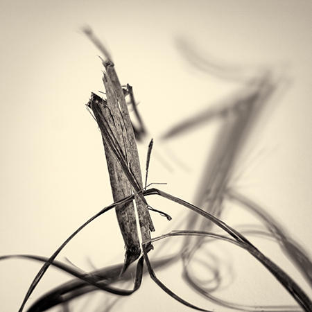 Beach Debris Abstract