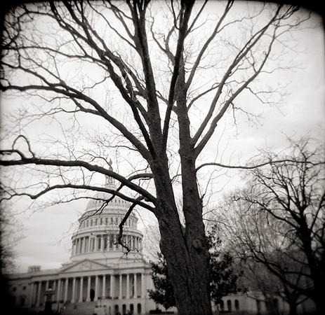 U.S. Capitol & Tree