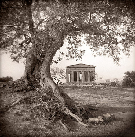 Olive Tree & Temple, Agrigento, Sicily