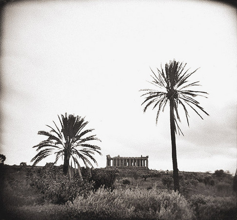 Palm Trees & Temple, Agrigento, Sicily