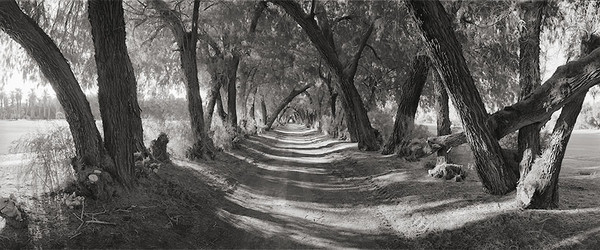 Tamarask Trees, Furnace Creek, Death Valley, California