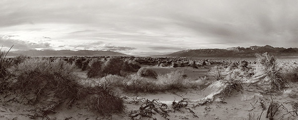 Devils Cornfield, Death Valley, California