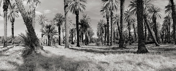 Plam Grove, Furnace Creek, Death Valley, California 