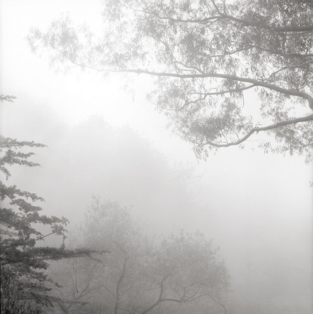 Fog, Point Lobos, California